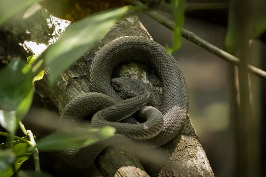 Singapore: Night Mangrove Wildlife Walk - The Bottom Line: Is it worth it?