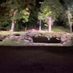 Singapore Night Safari Entrance Ticket with Tram Ride - Final Thoughts: Is the Singapore Night Safari Worth It?