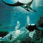 Singapore : Ocenarium One Day Ticket only - Authentic Traveler Insights