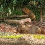 Singapore: River Wonders - What’s Inside River Wonders?