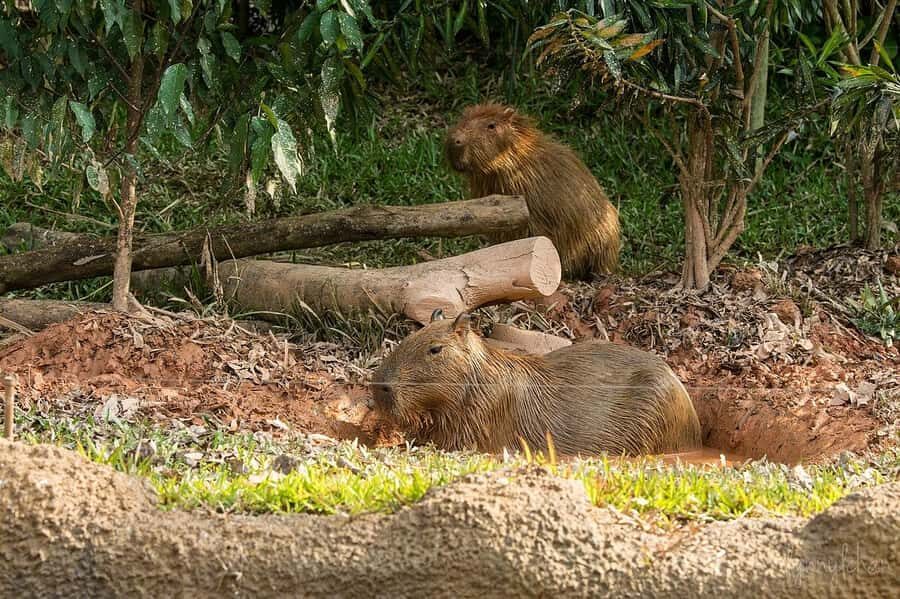 Singapore: River Wonders - What’s Inside River Wonders?