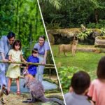 Singapore Zoo and Night Safari Tickets - The Night Safari: A Nocturnal Wilderness Experience