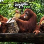 Singapore Zoo & River Wonder Day Ticket & Transfer - Overview of What to Expect
