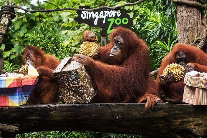 Singapore Zoo & River Wonder Day Ticket & Transfer - Overview of What to Expect