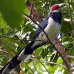 Sinharaja Rain Forest Bird Watching Guided Private Tour - Why This Tour is Worth Considering