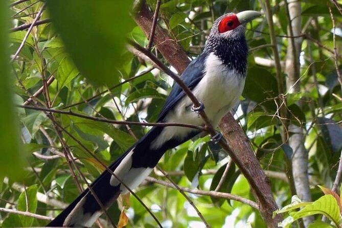 Sinharaja Rain Forest Bird Watching Guided Private Tour - Why This Tour is Worth Considering
