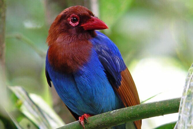 Sinharaja Rain Forest Day Tour From Colombo - Exploring the Sinharaja Rain Forest Day Tour