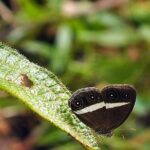 Sinharaja Rain Forest Guided Day Tour From Colombo and Negombo - Who Should Consider This Tour?