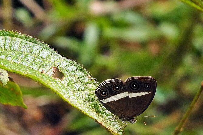 Sinharaja Rain Forest Guided Day Tour From Colombo and Negombo - Who Should Consider This Tour?