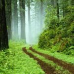 Sinharaja Rain Forest Tour from Tangalle - A Closer Look at the Sinharaja Rainforest Tour