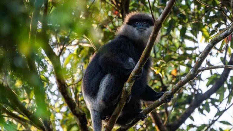 Sinharaja Rain Forest (UNESCO) & Eco 3-Day Tour with Hotel - Who Should Consider This Tour?