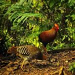 Sinharaja Rainforest Morning Bird watching walking Tour - What to Expect During the Tour