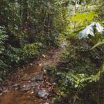 Sinharaja Rainforest Trek with Guide and Lunch - The Lunch Experience