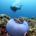 Siquijor Scuba Diving for Beginners - What to Expect on the Day