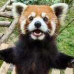 Skip Crowed Dujingyan Panda Tour Option Red Panda Interactive - Why This Tour Offers Great Value