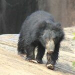 SKIP THE LINE - YALA SAFARI TOUR - Incl. ENTRY TICKETS - Why Choose This Yala Safari?