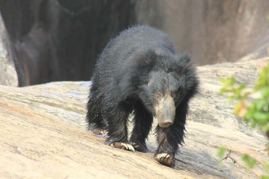 SKIP THE LINE - YALA SAFARI TOUR - Incl. ENTRY TICKETS