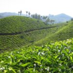 Small-Group Half Day Trekking in Munnar with Breakfast - Why This Trek Is a Great Choice