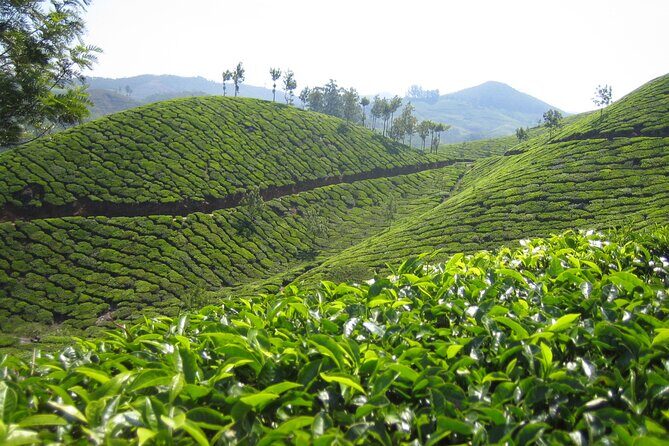 Small-Group Half Day Trekking in Munnar with Breakfast - Why This Trek Is a Great Choice
