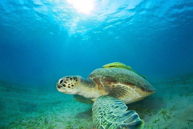 Snorkel Adventure to Ko Tao and Ko Nang Yuan from Ko Samui - Authentic Insights from Past Travelers