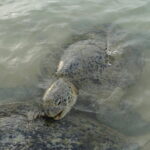 Snorkeling at Hikkaduwa - The Itinerary: A Closer Look