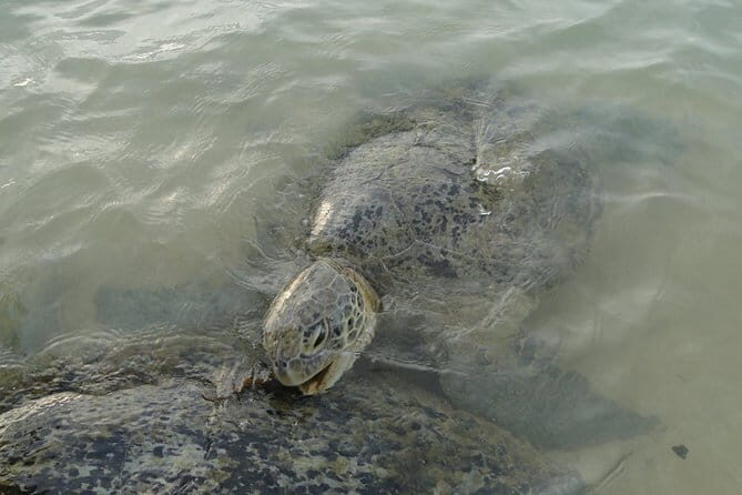 Snorkeling at Hikkaduwa - The Itinerary: A Closer Look