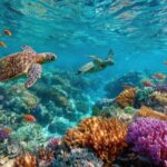 Snorkeling at Manta Point, the most chance to see Manta Rays - Who Will Love This Tour?