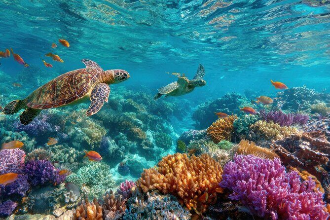 Snorkeling at Manta Point, the most chance to see Manta Rays - Who Will Love This Tour?