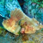 Snorkeling in Amed and Tulamben - Why This Tour Stands Out