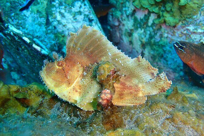 Snorkeling in Amed and Tulamben - Why This Tour Stands Out