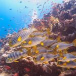 Snorkeling in Dhiffushi - The Reef Experience: What You Can Expect