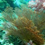 Snorkeling program 1 private boat lunch included - The Full Breakdown of the Tour Experience