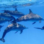 Snorkeling Safari in Mirissa - Who Should Book This Tour?