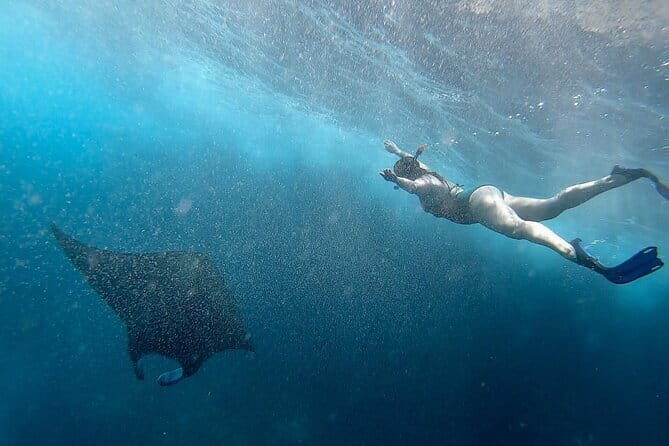 Snorkeling with Manta Rays from Maafushi - How the Tour Unfolds: From Maafushi to the Marine Encounters