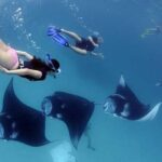 Snorkeling with Manta Rays in Their Habitat with Manta Point - Practical Tips for Booking & Enjoying the Tour