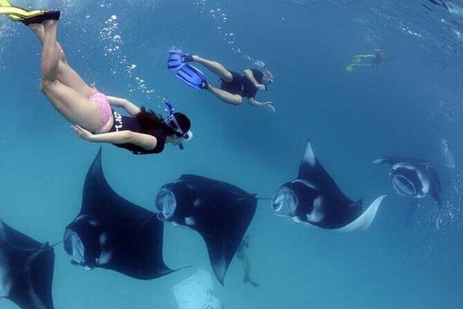 Snorkeling with Manta Rays in Their Habitat with Manta Point - Practical Tips for Booking & Enjoying the Tour