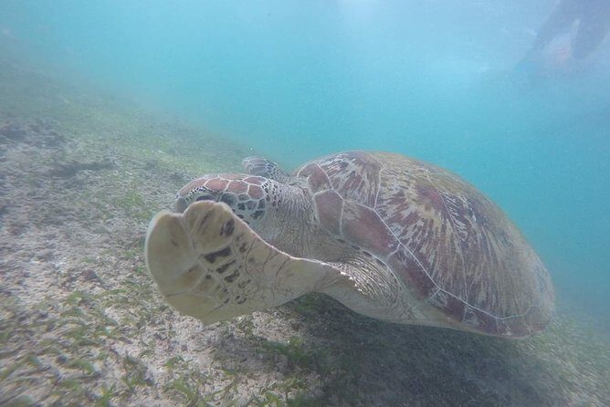 Snorkeling with Turtles in Mirissa - The Guides and Service