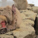 Snow Monkey and Cherry Blossom Illumination Tour (3rd ~19th Apr) - Transportation and Logistics