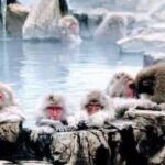 Snow Monkey Park and Zenko ji Temple Private Day Tour - A Closer Look at the Itinerary and Highlights