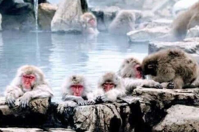 Snow Monkey Park and Zenko ji Temple Private Day Tour - A Closer Look at the Itinerary and Highlights