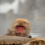 Snow Monkey Park & Zenkoji Private Tour (Customizable) - Who Is This Tour Best For?