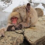 Snow Monkey & Shibu Onsen Private Tour (Nagano, Myoko, Madarao) - What to Expect from This Tour