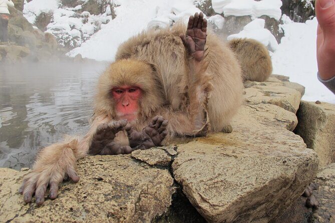 Snow Monkey & Shibu Onsen Private Tour (Nagano, Myoko, Madarao) - What to Expect from This Tour