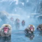 Snow Monkey & Zenko-ji Temple Customizable Private Tour - Overall Value and Practicalities