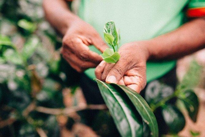 Southern Coast Highlights from Mirissa - Final Thoughts: Is This Tour Right for You?