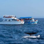 Southern Seas Discovery: Galle to Whale Watching Mirissa - Final Thoughts
