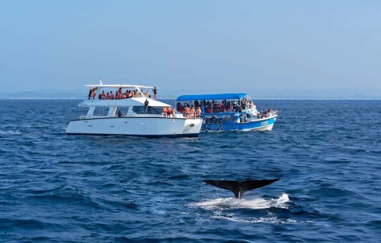 Southern Seas Discovery: Galle to Whale Watching Mirissa - Final Thoughts