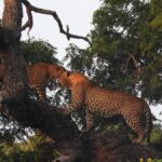 Special leopard safari with breakfast - Janaka safari - The Itinerary: What to Expect from Your Safari