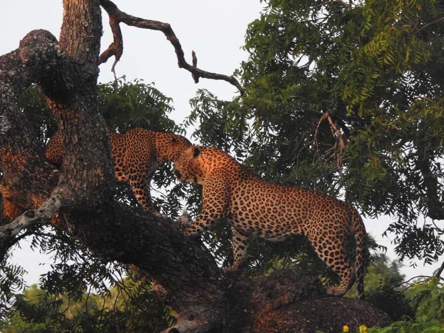 Special leopard safari with breakfast - Janaka safari - The Itinerary: What to Expect from Your Safari