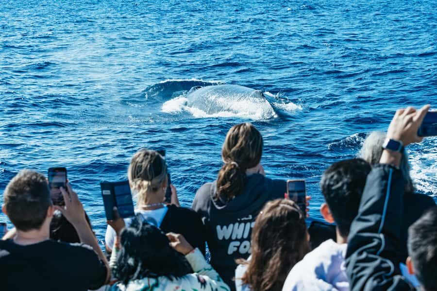 Spirit of Gold Coast 2.5-Hour Whale Watching Tour - The Itinerary and Experience Breakdown